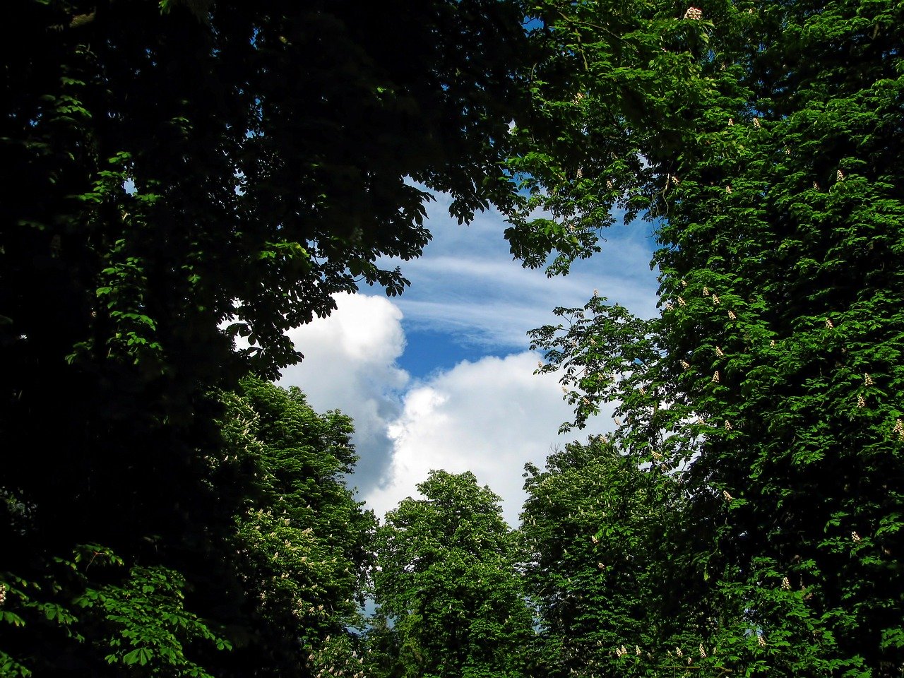 Photo by Jiří Rotrekl from Pixabay