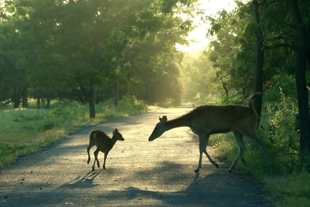 Photo by Antara/Budi Candra Setya