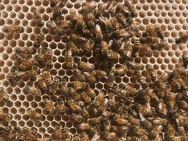Begini Cara Lebah Memproduksi Madu