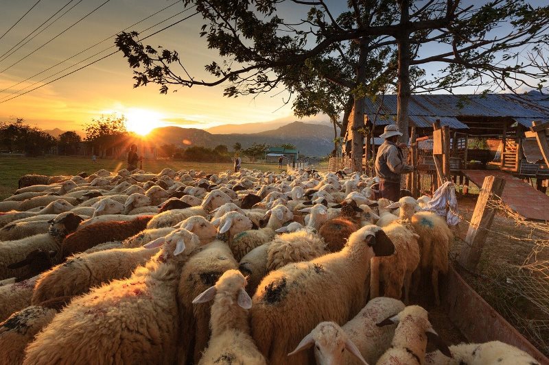 Gambar oleh Quang Nguyen vinh dari Pixabay 