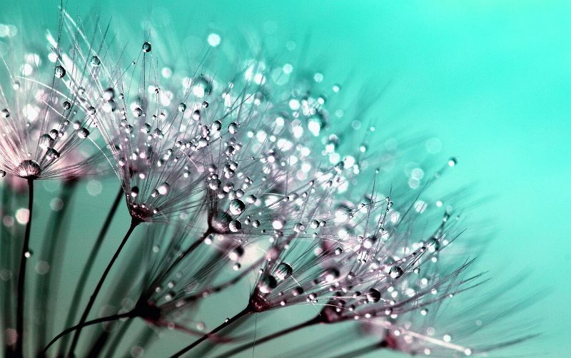 6 Cara merawat tanaman di musim hujan agar tidak cepat layu (Foto: Pixabay)