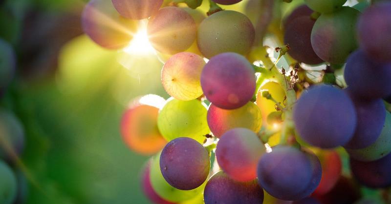 Buah Anggur (Foto: Bruno/Germany/Pixabay)