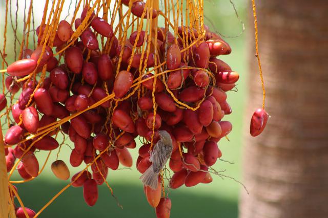 Yang Perlu Diketahui tentang Kurma di Arab Saudi