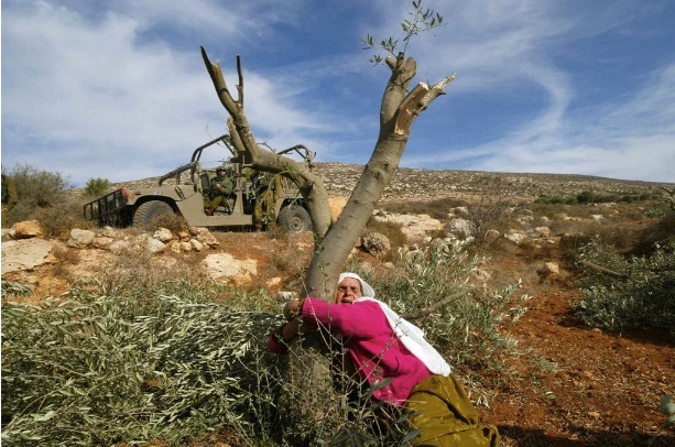 Mahfoza Oud Palestina berusia 60 tahun menangis dan memeluk pohon zaitunnya di desa Salem, Tepi Barat, setelah pasukan Israel menebang pohon itu pada November 2005 (AFP)