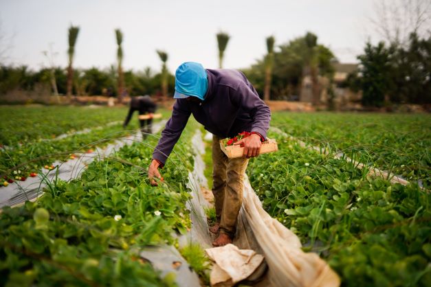 Stroberi dari Gaza, Emas Merah yang Membanggakan Petani Lokal