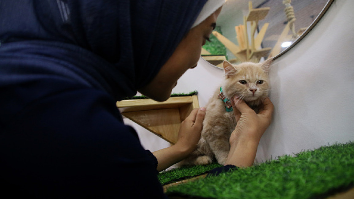 Kafe Kucing di Gaza. Foto New Arab