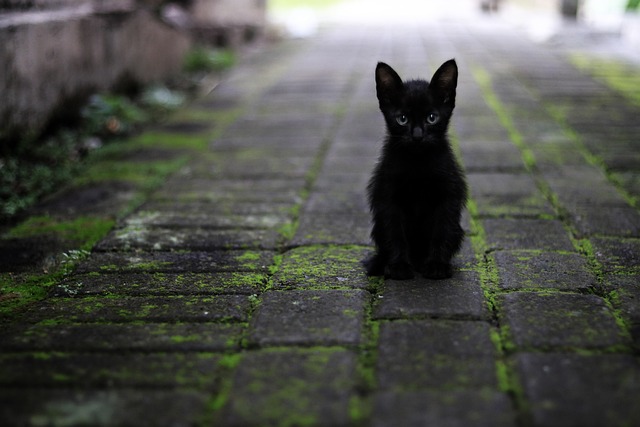 Memelihara kucing mendatangkan rejeki, dosa diampuni? Foto: Pixabay