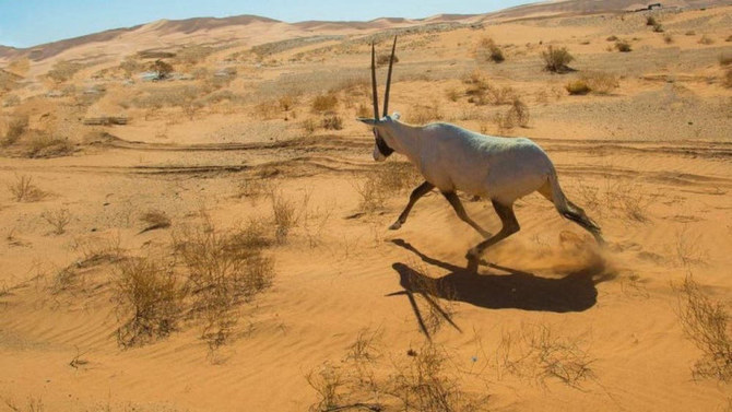 Uruq Bani Ma’arid berada di gurun barat daya Kerajaan. (SPA/Foto File)