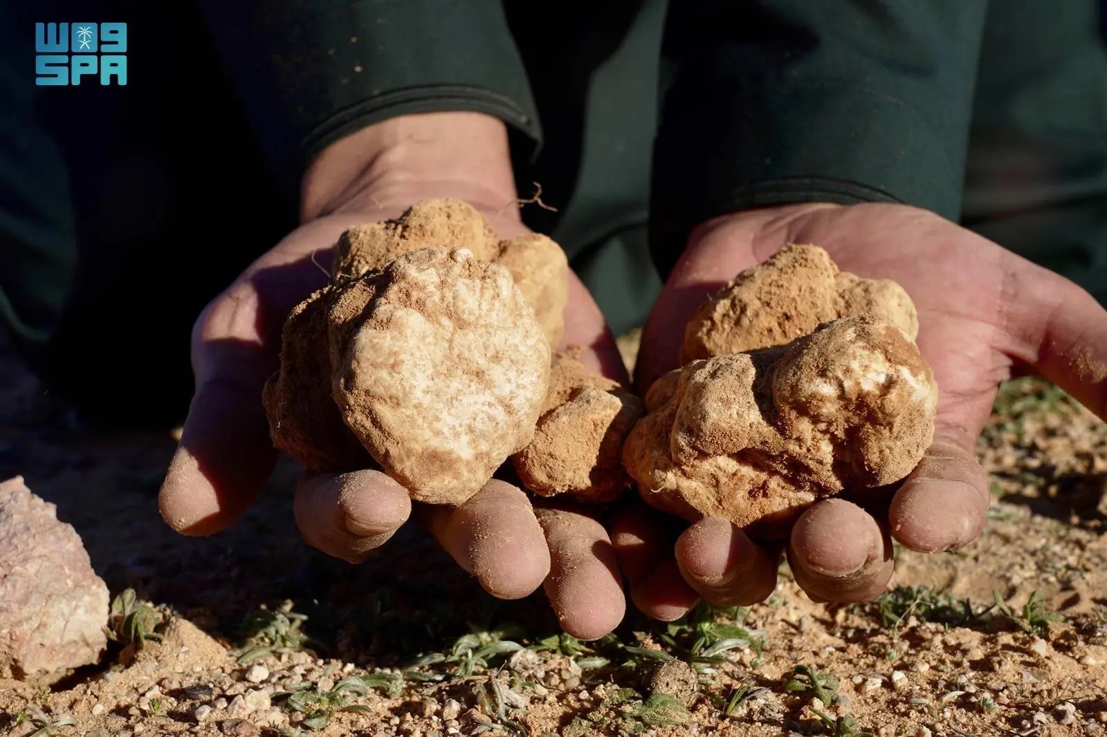 Perjalanan Menemukan Harta Karun Musim Dingin: Truffle di Gurun Perbatasan Utara