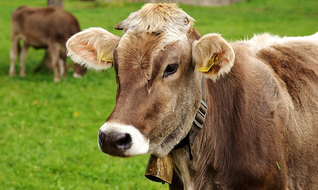 Ini Dalil Diperbolehkannya Qurban Satu Sapi untuk Tujuh Orang