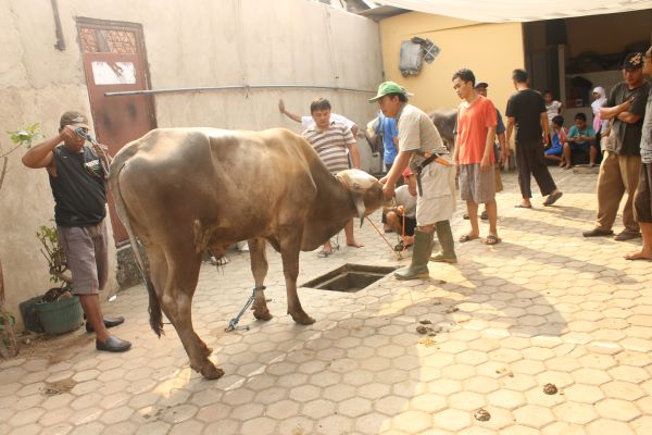 Kapan Batas Waktu Terakhir Menyembelih Hewan Qurban?