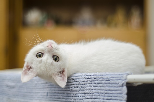 Adakah Keutamaan Memelihara Kucing Menurut Islam?