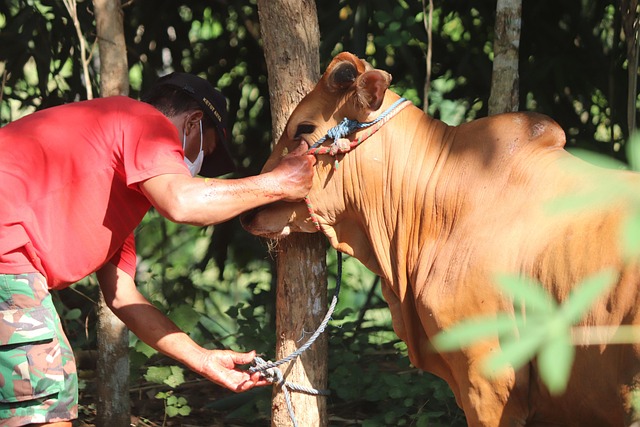 Bolehkan Menyembelih Kurban di Hari Kedua Idul Adha?