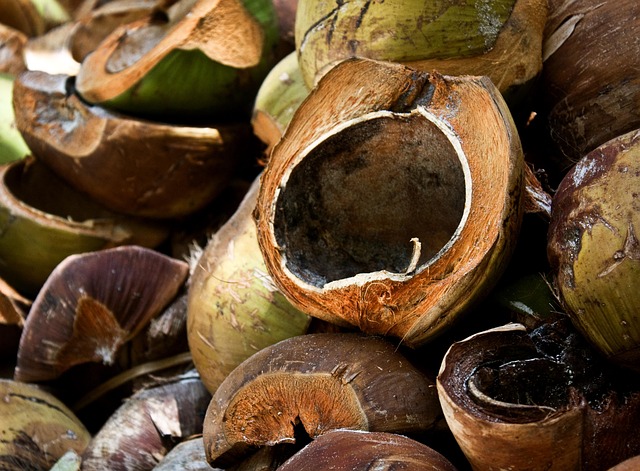 6 Kelompok Objek Dakwah dalam Perumpamaan Buah Kelapa versi Tokoh Muhammadiyah A.R Fachruddin. Foto: Pixabay