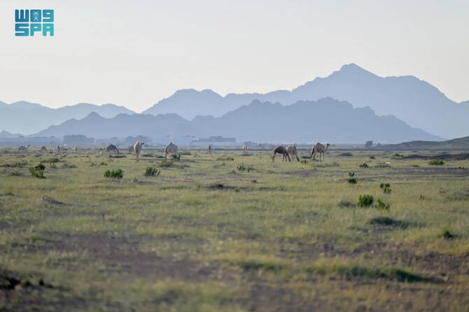 Peneliti KAUST Kembangkan Drone Berbasis AI untuk Melacak Unta dengan Biaya Rendah
