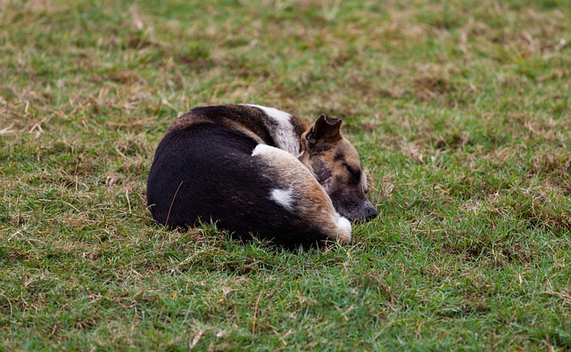 Hadits Pelacur yang Memberi Minum Anjing: Jangan Salah Paham tentang Jalan Menuju Surga