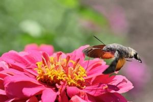 Kisah Sahabat yang Meminta Izin Berzina, Pelajaran Hikmah dari Rasulullah