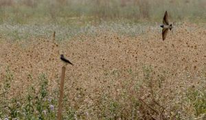 Maila National Park Dikembangkan Jadi Destinasi Wisata Alam Unggulan Arab Saudi