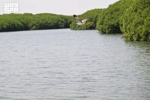 Hutan Mangrove Al-Qandal Jadi Magnet Wisatawan saat Libur Idul Adha, Farasan Kian Bersinar sebagai Surga Ekowisata Arab Saudi