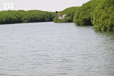 Hutan Mangrove Al-Qandal Jadi Magnet Wisatawan saat Libur Idul Adha, Farasan Kian Bersinar sebagai Surga Ekowisata Arab Saudi